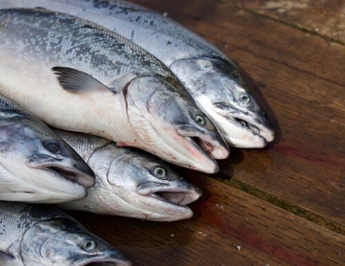 Come scegliere il sushi senza rischi per la salute: come capire se tonno e salmone sono freschi