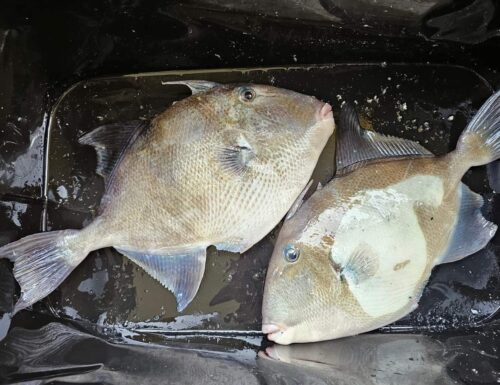 Pesce Balestra