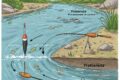 Cosa significa "Trattenuta" nella Pesca a Bolognese?